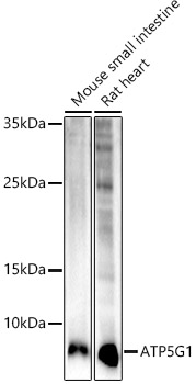 ATP5G1 Monoclonal Antibody [8P9E3]
