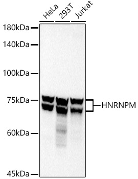 HNRNPM Monoclonal Antibody [9U4E3]