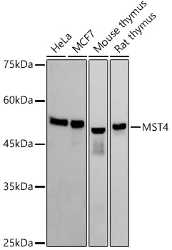MST4 Monoclonal Antibody [4B9U7]