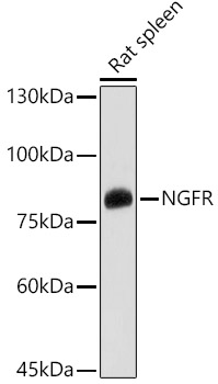 p75NTR/NGFR Polyclonal Antibody