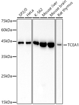 TCEA1 Monoclonal Antibody [9P7G0]