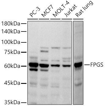 FPGS Monoclonal Antibody [7E2H1]