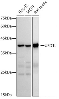 UFD1L Monoclonal Antibody [7K8E2]