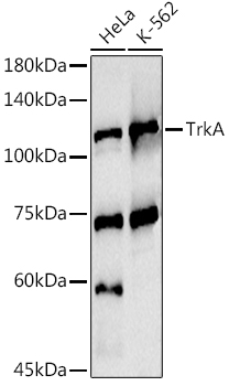 TrkA Polyclonal Antibody