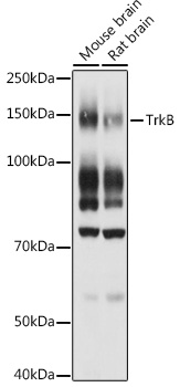 TrkB Polyclonal Antibody