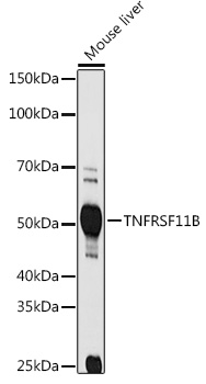 TNFRSF11B Polyclonal Antibody