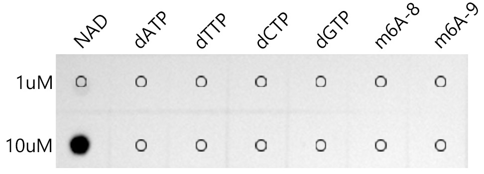 Coenzyme NAD Monoclonal Antibody [4A4R8]