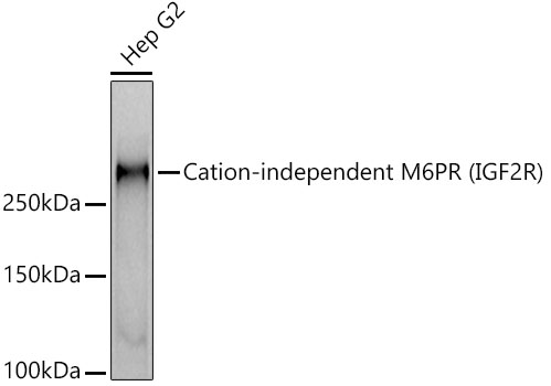 Cation-independent M6PR (IGF2R) Monoclonal Antibody [8G8N5]