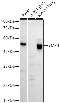 BMP4 Monoclonal Antibody