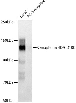 Semaphorin 4D / CD100 Monoclonal Antibody [0V9S1]