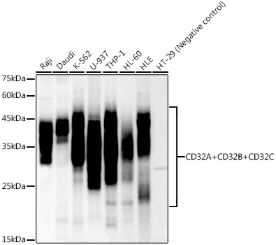 CD32A + CD32B + CD32C Monoclonal Antibody [6Q3C3]