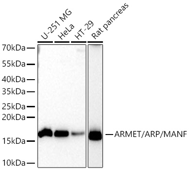 ARMET/ARP/MANF Monoclonal Antibody [8I8D5]