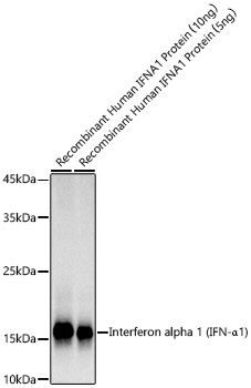 Interferon alpha 1 (IFN-a1) Monoclonal Antibody [0X8Q2]