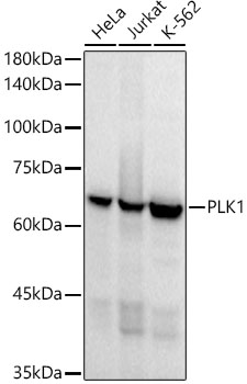 PLK1 Monoclonal Antibody [8R4D9]