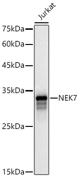 NEK7 Polyclonal Antibody