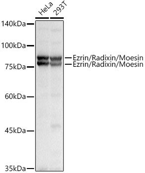 Ezrin/Radixin/Moesin Polyclonal Antibody