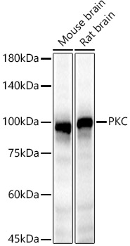 PKC epsilon Polyclonal Antibody