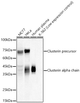 Clusterin Monoclonal Antibody [5I2Q1]