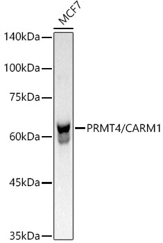 PRMT4/CARM1 Monoclonal Antibody [4Y3I1]