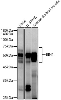 BIN1 Monoclonal Antibody [5S5B8]