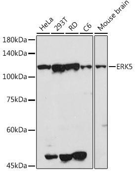ERK5 Polyclonal Antibody