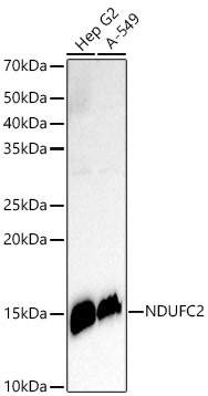 NDUFC2 Monoclonal Antibody [4G4S0]