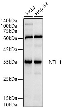 NTH1 Monoclonal Antibody [8P6Z4]