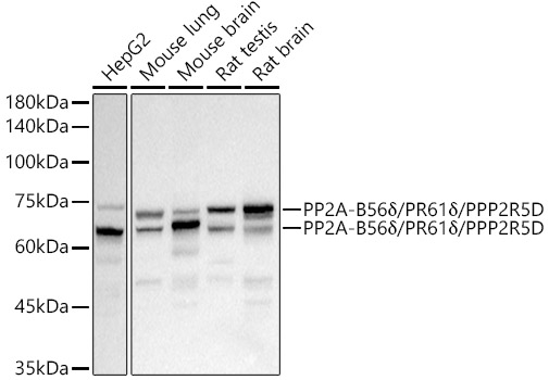 PP2A-B56-delta/PR61-delta/PPP2R5D Monoclonal Antibody [2H3T5]