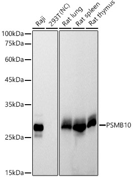 PSMB10 Monoclonal Antibody [3J3G5]