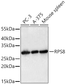 RPS8 Monoclonal Antibody [8F3P9]