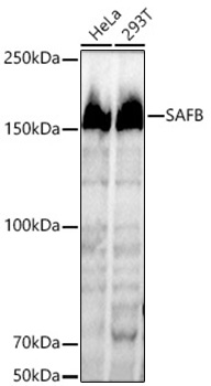 SAFB Monoclonal Antibody [7R3P2]
