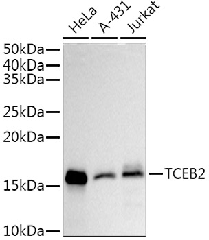 TCEB2 Monoclonal Antibody [7T5C1]