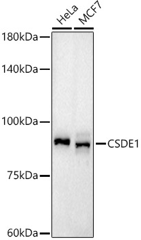 CSDE1 Monoclonal Antibody [1N9F6]