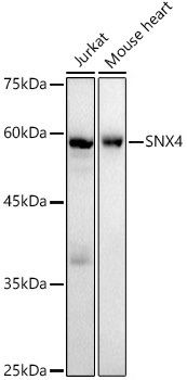 SNX4 Monoclonal Antibody [1F2L2]