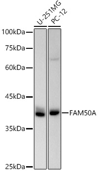 FAM50A Monoclonal Antibody [10I8K1]