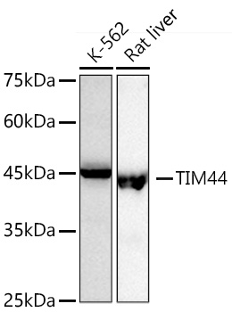 TIM44 Monoclonal Antibody [8J1F10]