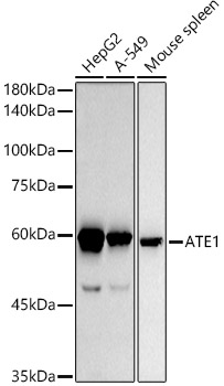ATE1 Monoclonal Antibody [4S2O10]