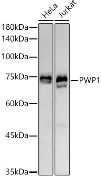 PWP1 Monoclonal Antibody [7G8K0]