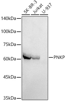 PNKP Monoclonal Antibody [7J6Y6]