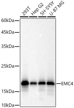 EMC4 Monoclonal Antibody [7T1W5]