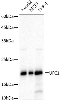 UFC1 Monoclonal Antibody [8V0X7]