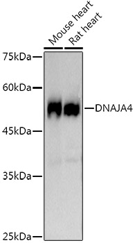 DNAJA4 Monoclonal Antibody [8P4W1]