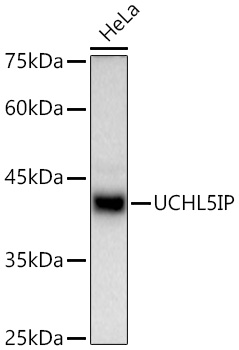 UCHL5IP Monoclonal Antibody [10L5Y8]