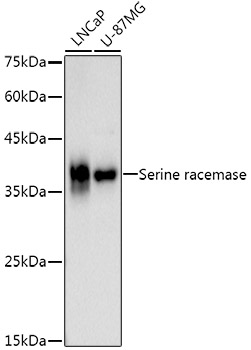 Serine racemase Monoclonal Antibody [0T6G3]