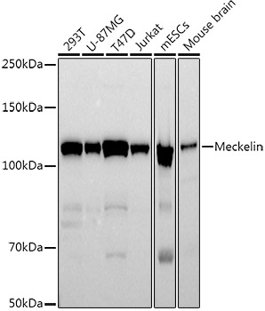 Meckelin Monoclonal Antibody [9P2S3]