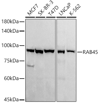 RAB45 Monoclonal Antibody [7L8S8]