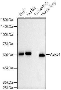 AER61 Monoclonal Antibody [10A7W10]&nbsp;<img src="images/icon_newarrival.gif" alt="new" border="0">