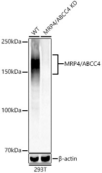 MRP4/ABCC4 Monoclonal Antibody [3K4F4]