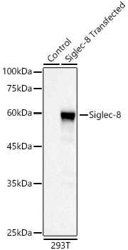 Siglec-8 Monoclonal Antibody [8E6I0]