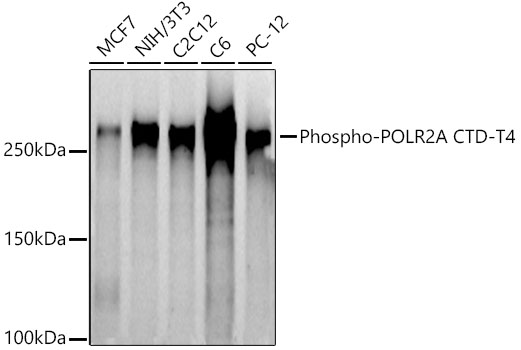 Phospho-POLR2A CTD-T4 Polyclonal Antibody